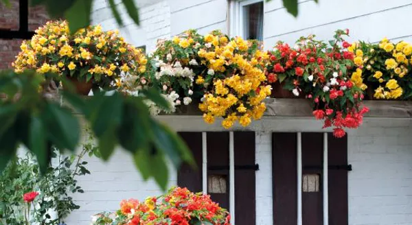 Hovedbilde Begonia tuberhybrida Illumination Mix -Frø-