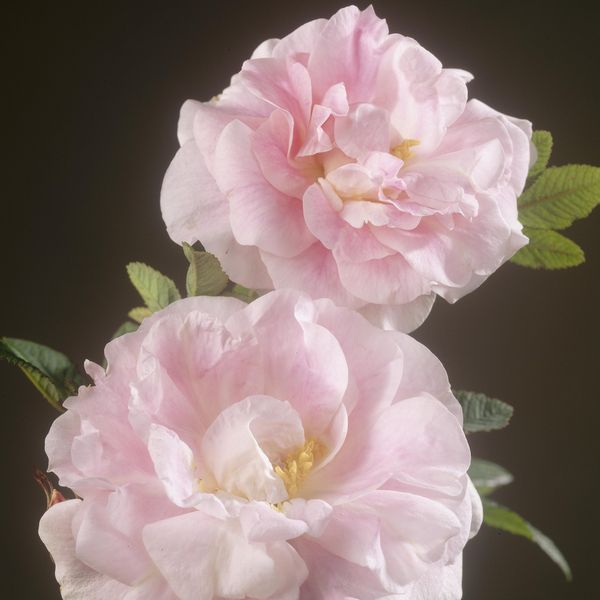 Hovedbilde Rose Martin Frobisher. Buskrose