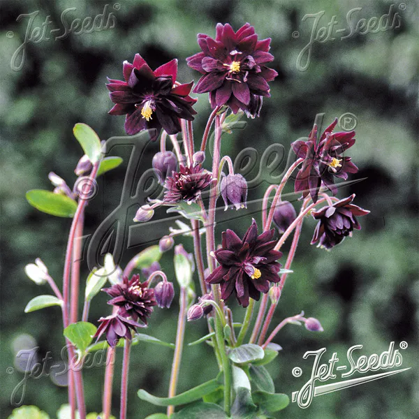 Hovedbilde Aquilegia Stellata plena Black Barlow. Akeleie - ...