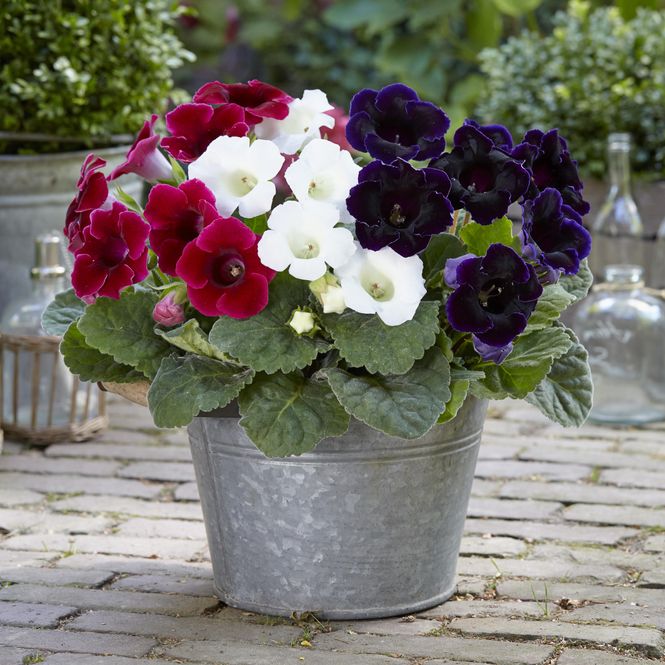 Hovedbilde Gloxinia Sinningia speciosa Mix Fagerblomst - 3 ...