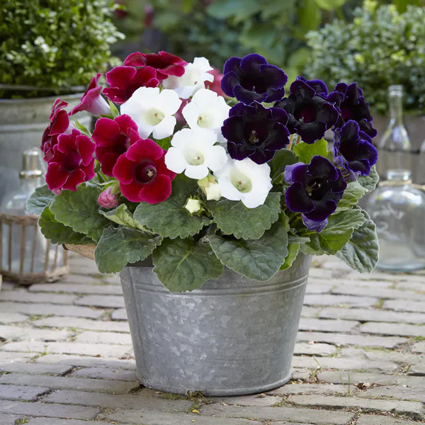 Hovedbilde Gloxinia Sinningia speciosa Mix Fagerblomst - 3 ...