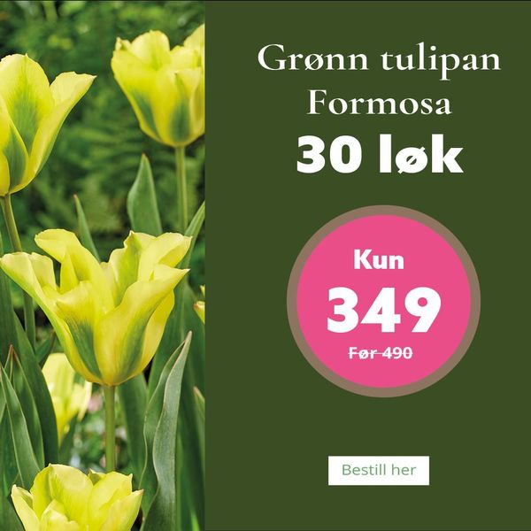 Hovedbilde Tulipan Formosa - 30 løk