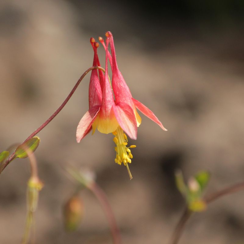 Aquilegia Canadensis Little Lanterns -Frø- Akeleie