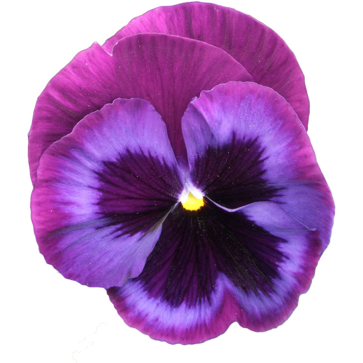 Viola wittrockiana Power Blue Jeans. Stemor -Frø -