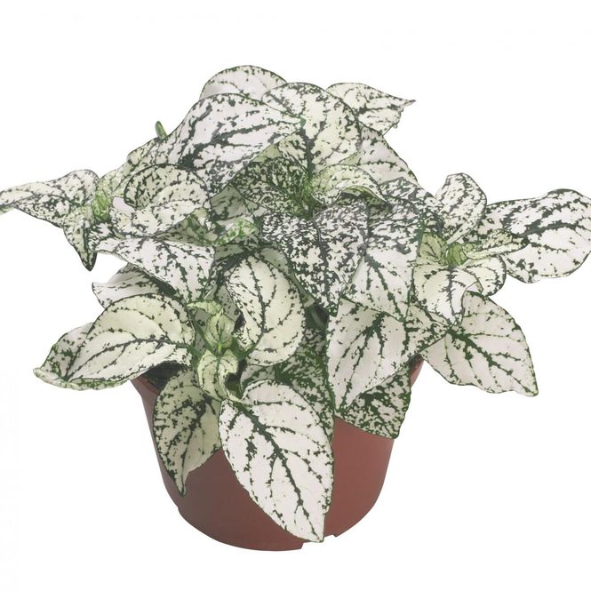 Hovedbilde Hypoestes Confetti Compact White -Frø- ...