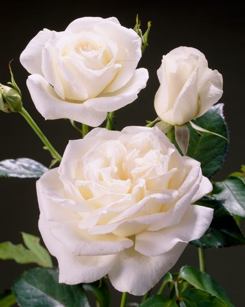 Hovedbilde Rose Karen Blixen. Stilkrose