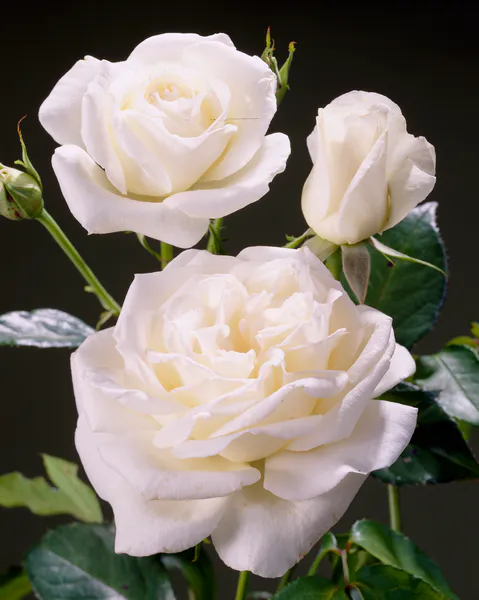Hovedbilde Rose Karen Blixen. Stilkrose