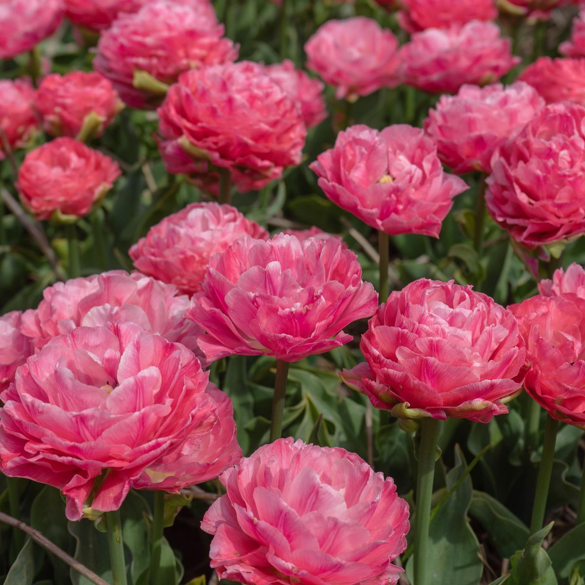 Tulipan Taiwan - 5 løk