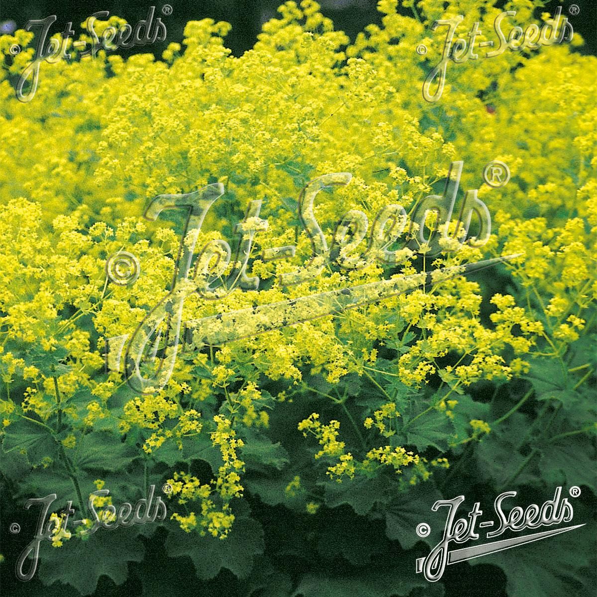 Alchemilla mollis Select Ladys Mantle. Praktmarikåpe - Frø -