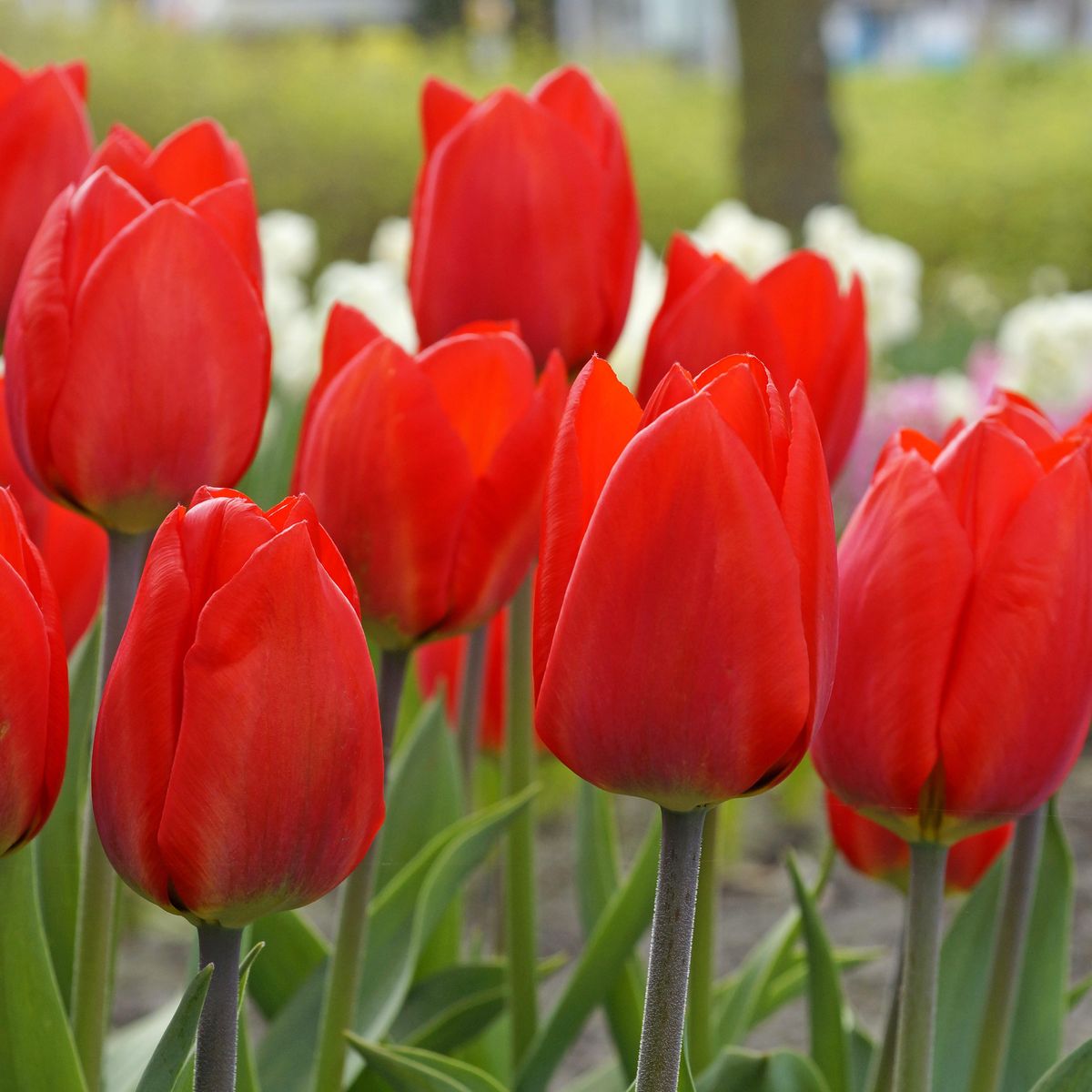 Tulipan Red Paradise - 10 løk