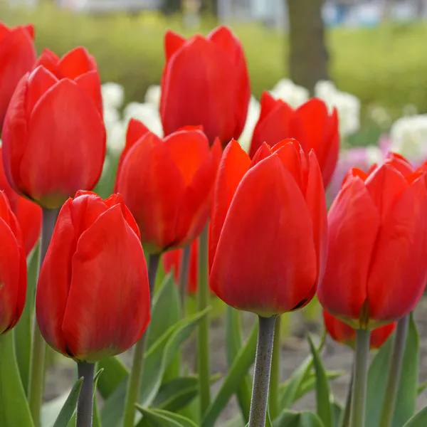 Hovedbilde Tulipan Red Paradise - 10 løk