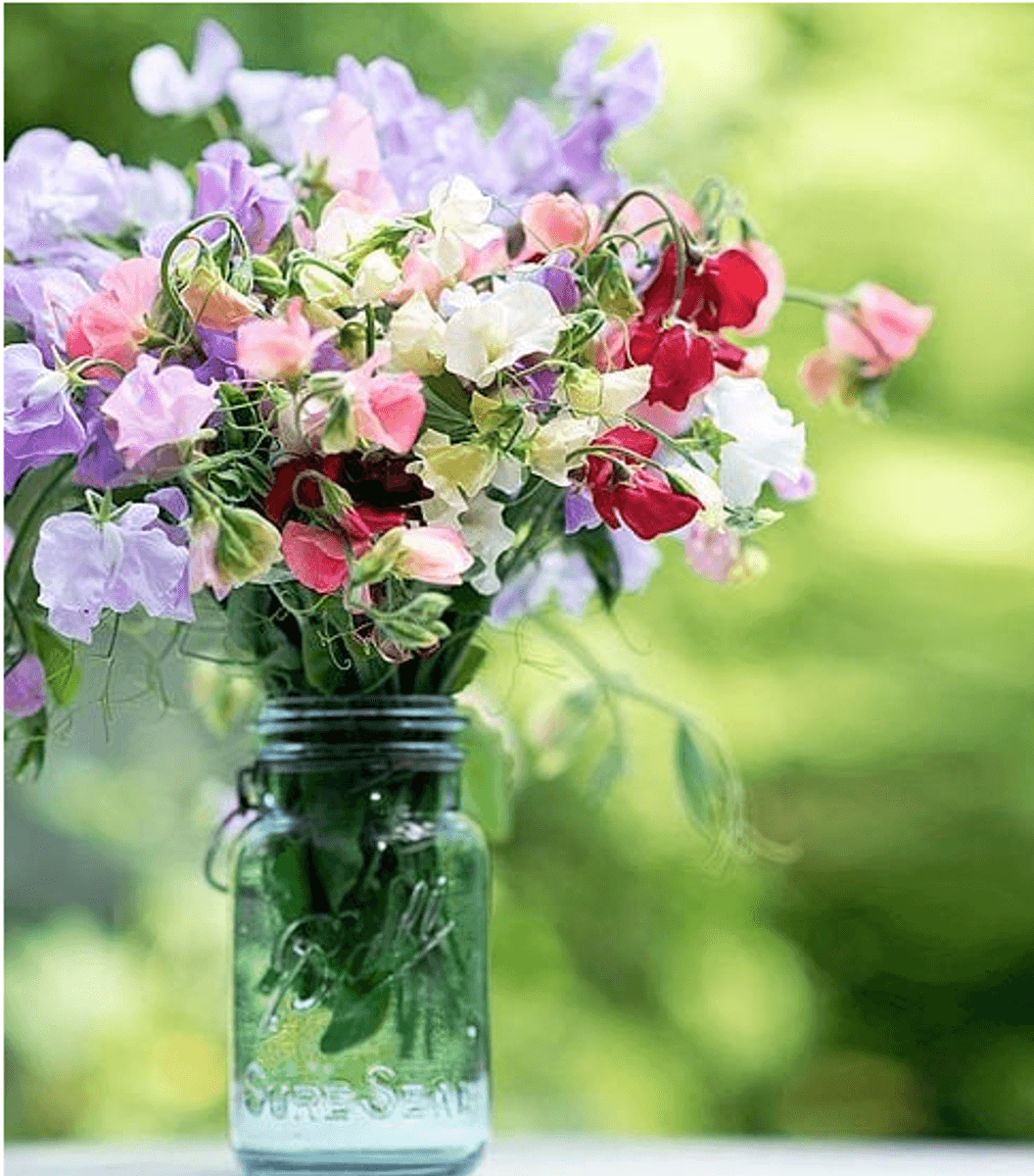 Lathyrus odoratus Sublime Scent Mix. Blomsterert -Frø-