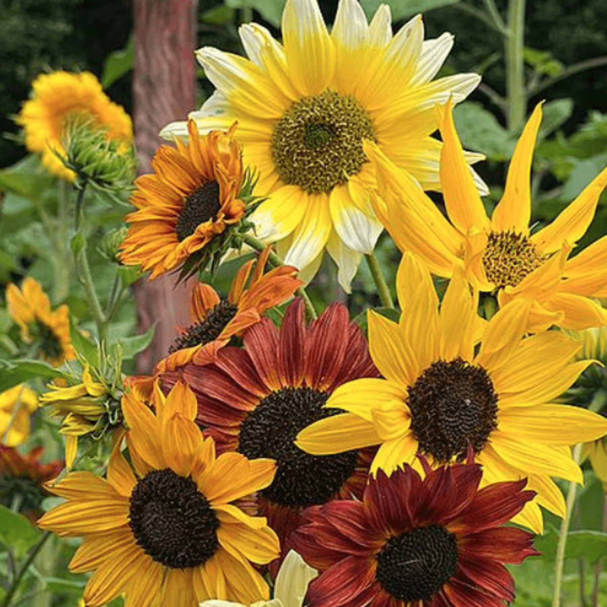 Helianthus debilis Beaches Mix. Solsikke -Frø-