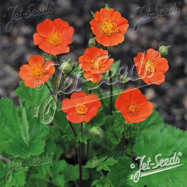 Hovedbilde Geum Coccineum Koi -Frø- Humleblom