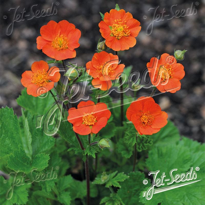 Geum Coccineum Koi -Frø- Humleblom