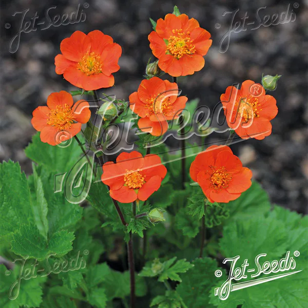 Hovedbilde Geum Coccineum Koi -Frø- Humleblom