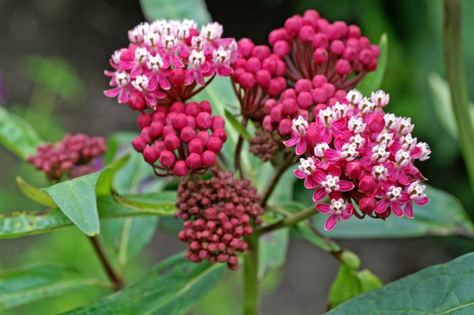 Hovedbilde Asclepias incarnata Soulmate. Silkeurt - 1 rot 