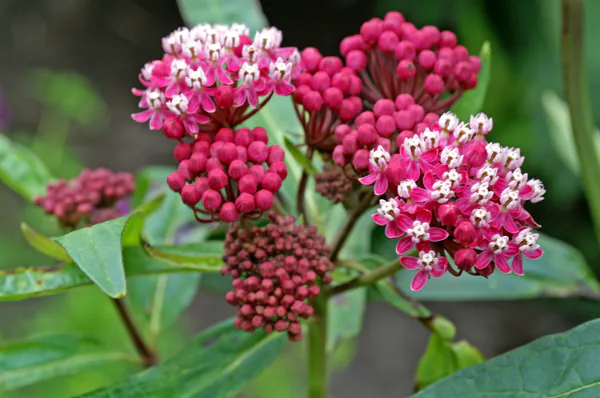 Hovedbilde Asclepias incarnata Soulmate. Silkeurt - 1 rot 