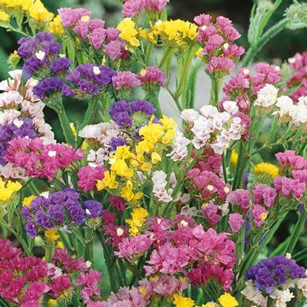 Hovedbilde Statice Pacific. Knerips - Frø - 