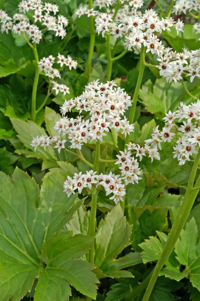 Hovedbilde Mukdenia rossii Karasuba. 1 rot