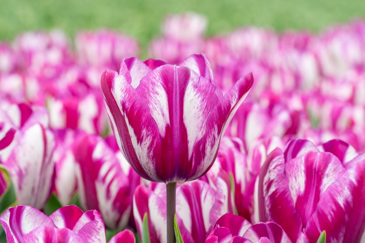 Tulipan Ohio - 6 løk