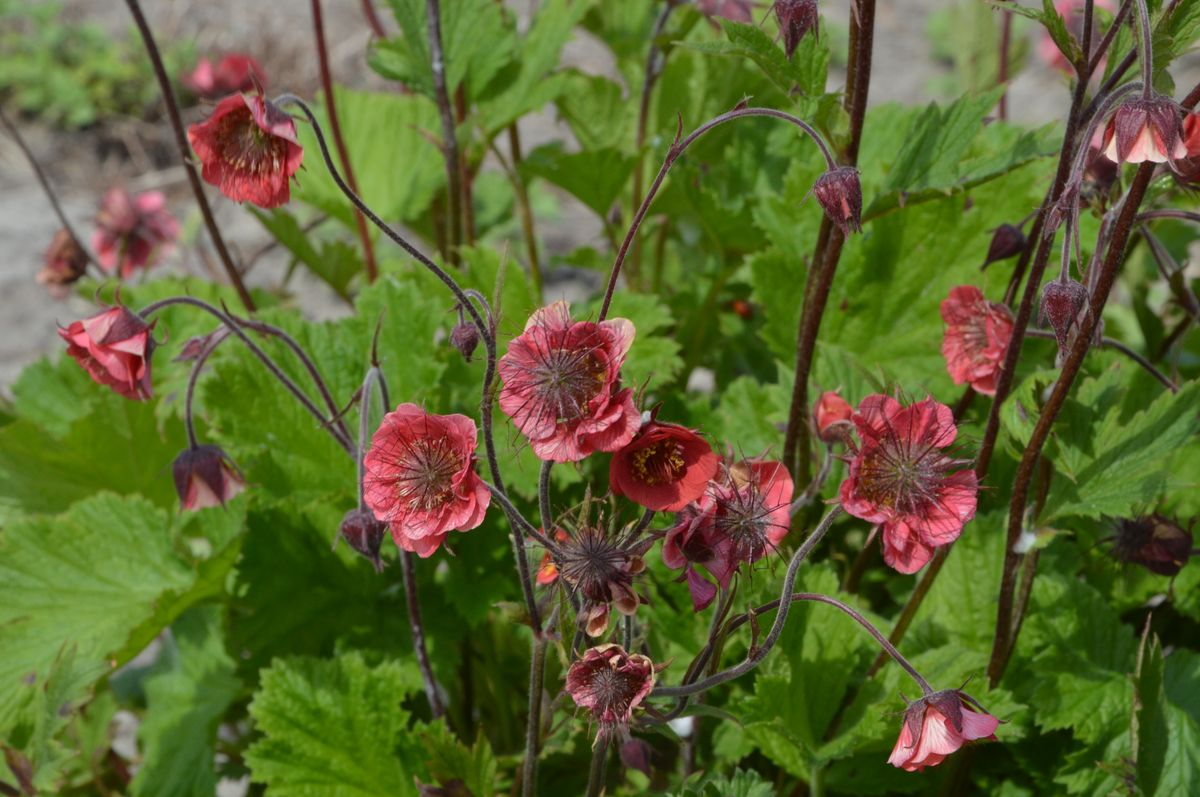 Geum Leonard's variety. Enghumleblom - 1 rot