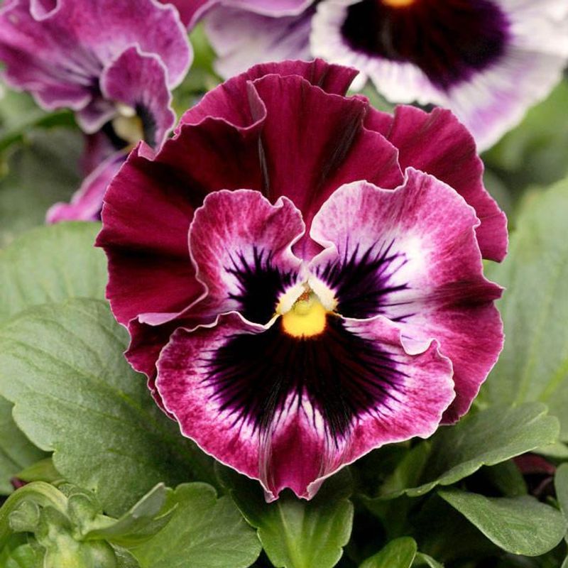 Viola wittrockiana Frizzle Sizzle Raspberry. Stemor - Frø -