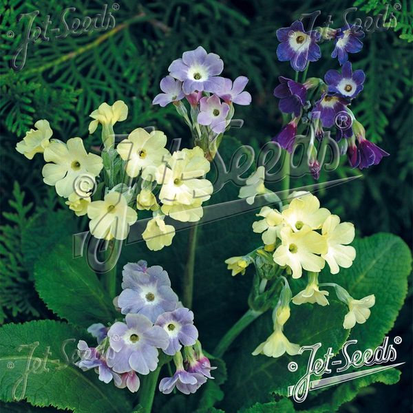 Hovedbilde Primula alpicola -Frø- Tibetprimula 