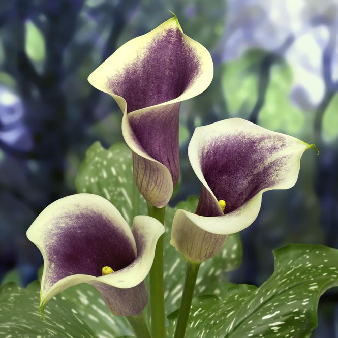 Hovedbilde Calla Picasso - 3 knoller