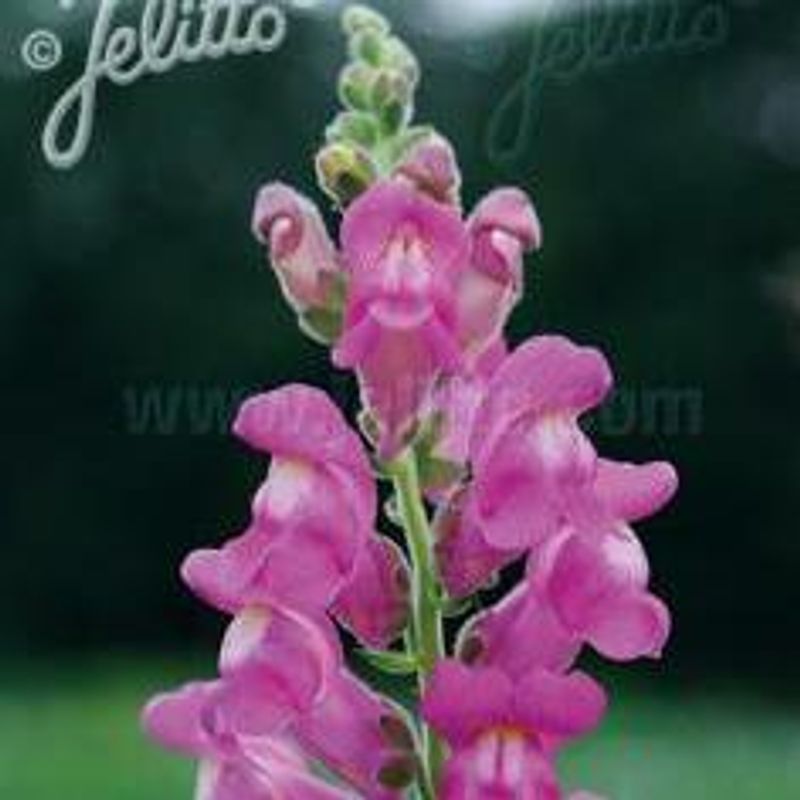 Antirrhinum majus ssp. Majus Løvemunn - Frø -