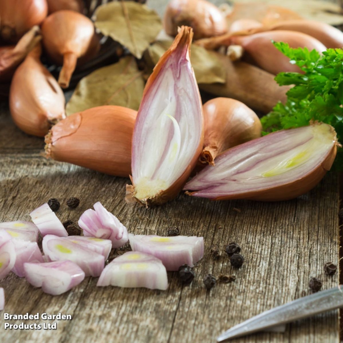 Sjalottløk Simiane-Frø-