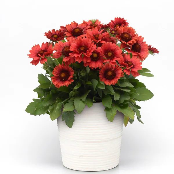 Hovedbilde Gaillardia grandiflora Mesa Red -Frø- ...