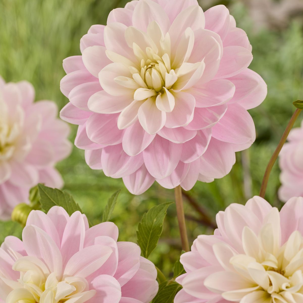 Dahlia Brackenridge Ballerina - 1 knoll