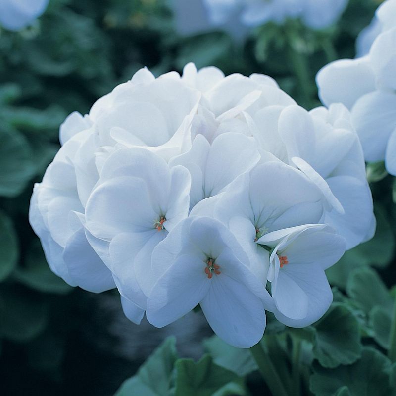 Pelargonium hortorum Horizon Pure White -Frø-