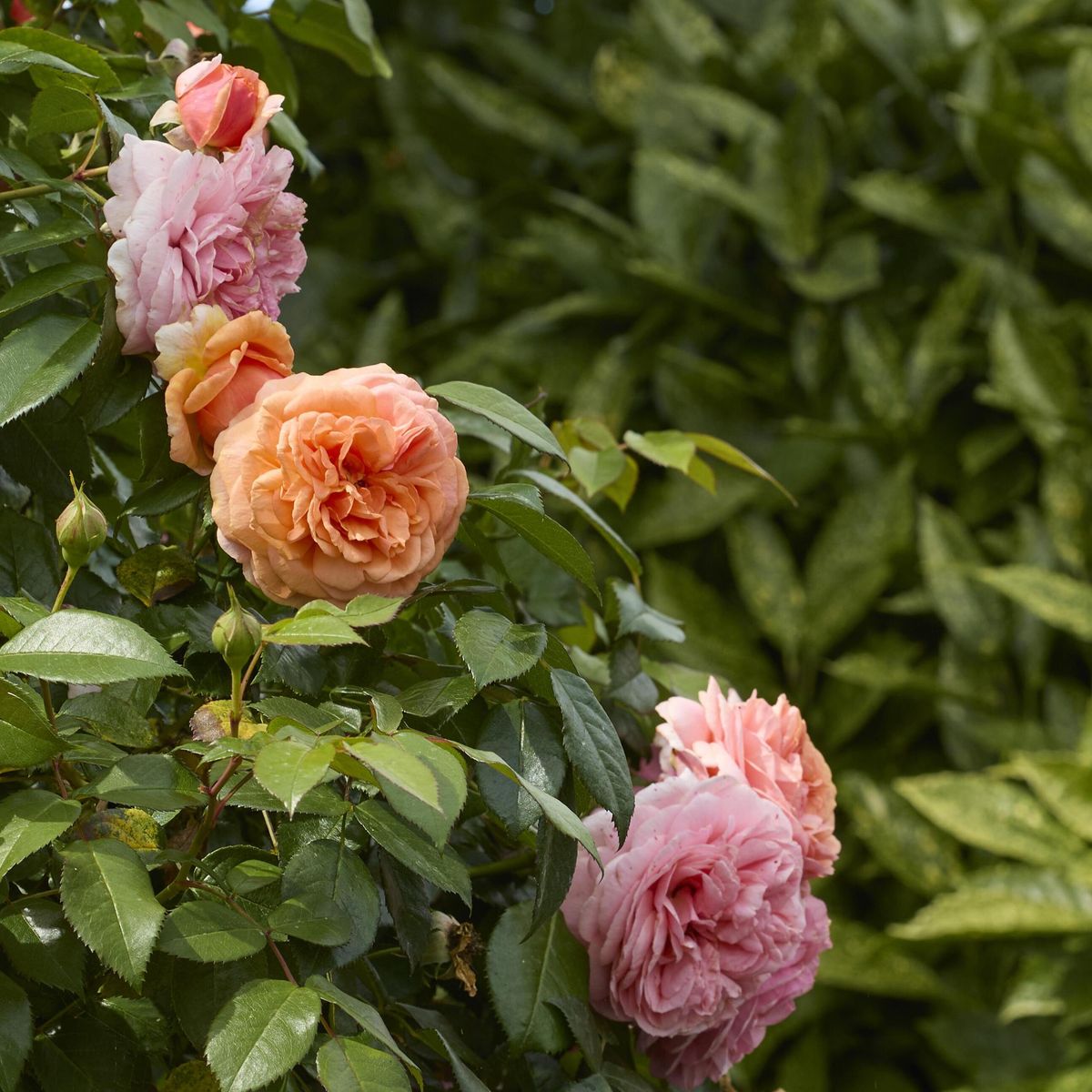 Rose Alchymist. Klatrerose