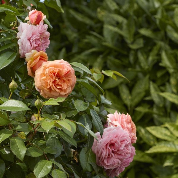 Hovedbilde Rose Alchymist. Klatrerose