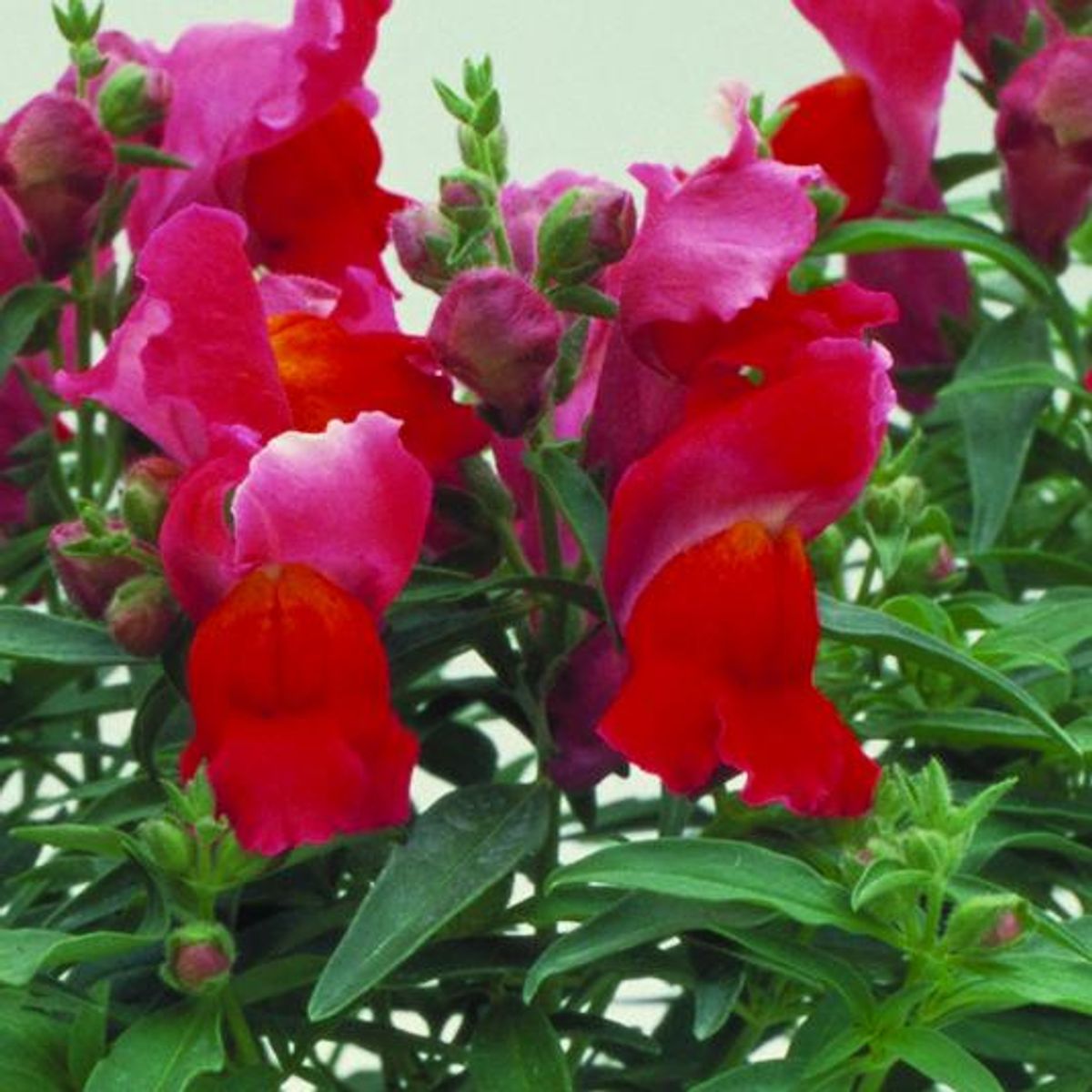 Antirrhnum majus F1 Floral Showers Scarlet - Frø-  Løvemunn