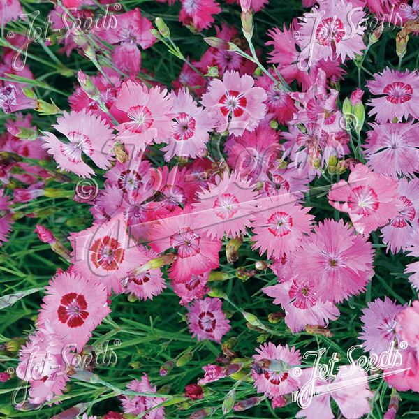 Hovedbilde Dianthus gratianopolitanus Grandiflorus. ...