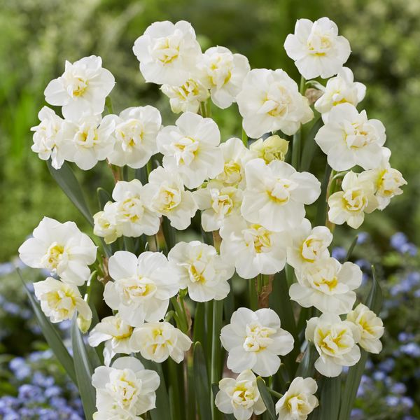 Hovedbilde Påskelilje Cheerfulness - 5 løk 