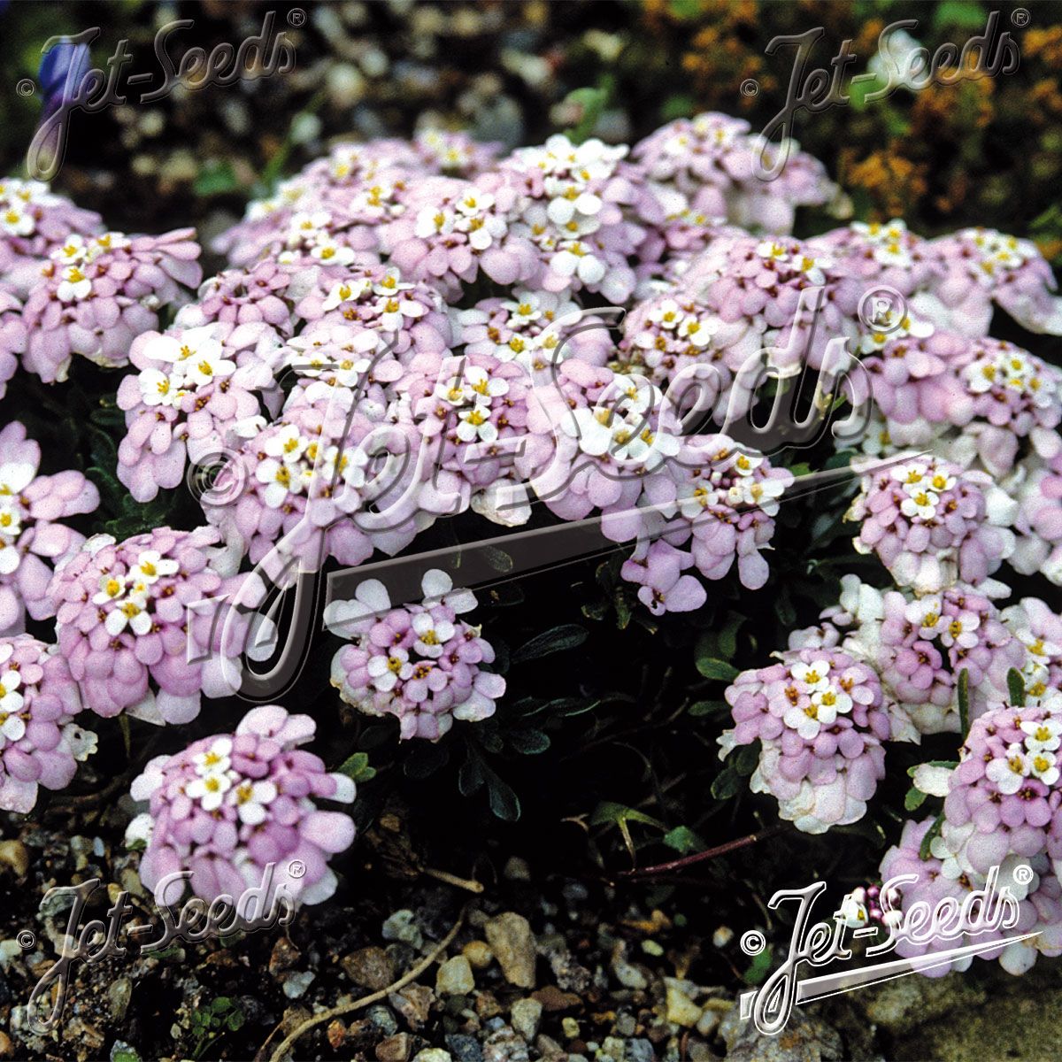 Iberis spathulata Candytuft. Snøsløyfe - Frø -