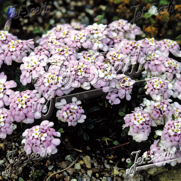 Hovedbilde Iberis spathulata Candytuft. Snøsløyfe - Frø -