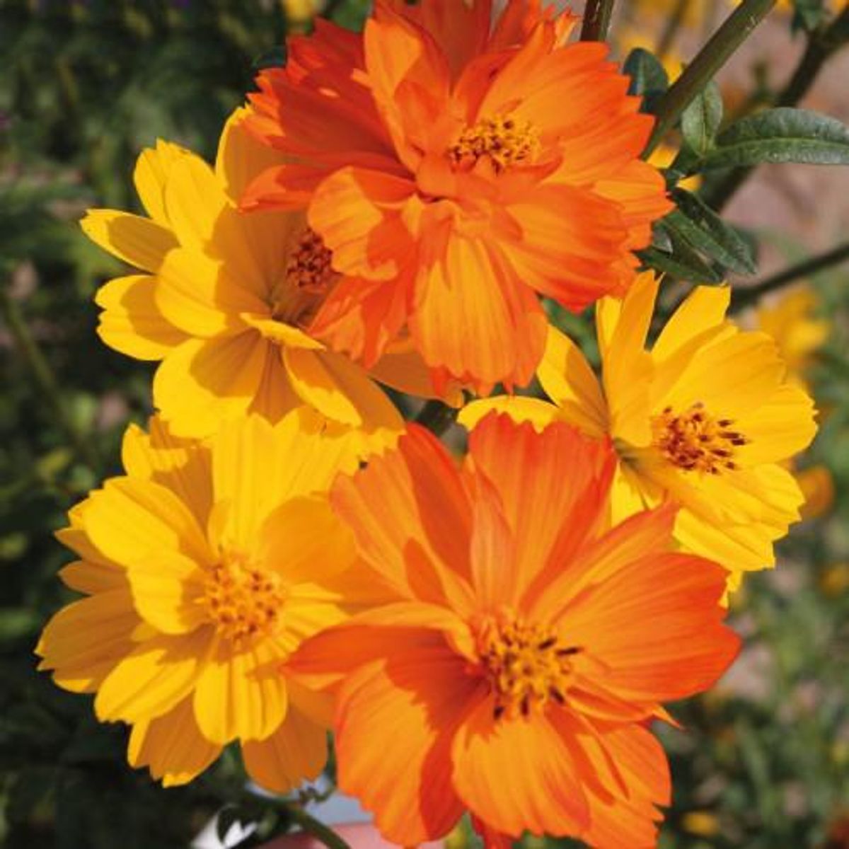 Cosmos sulphureus Fruit Crush -Frø- Pyntekorg