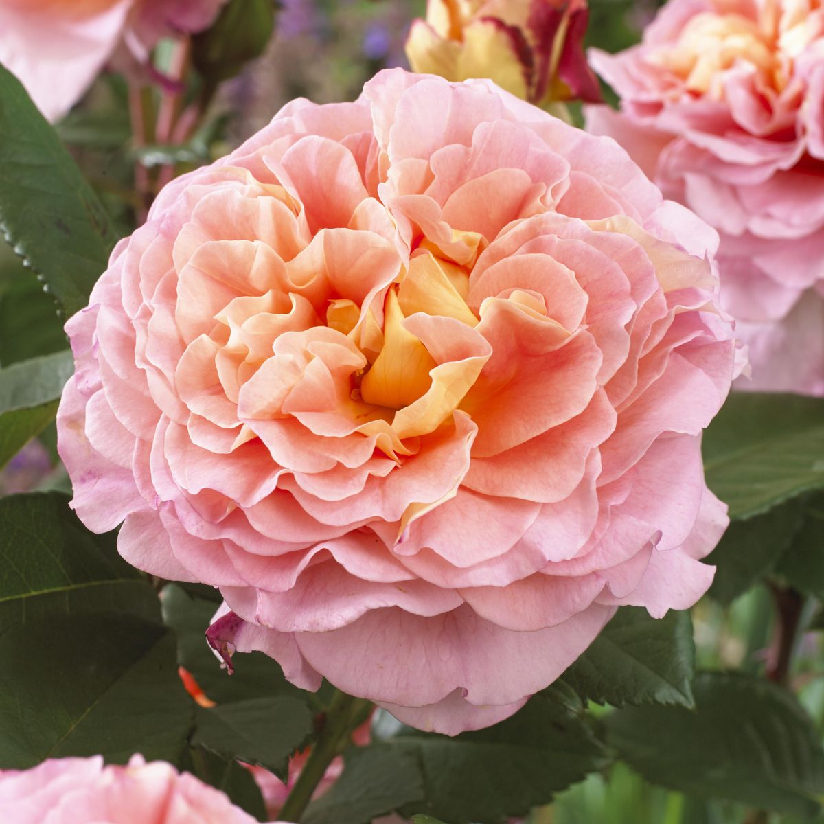 Rose Augusta Luise. Stilkrose