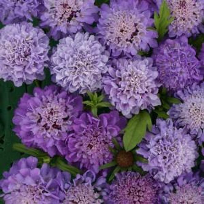 Hovedbilde Scabiosa atropurpurea Blue Beau. Bakkeknapp -Frø- ...
