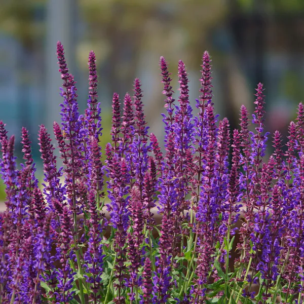 Hovedbilde Salvia nemorosa Violet Queen - Frø -