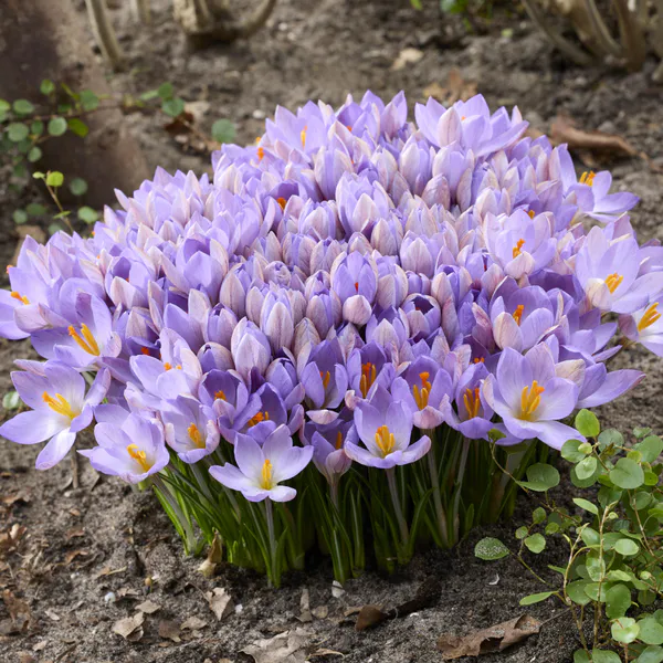 Hovedbilde Krokus Zwanenburg - 25 løk