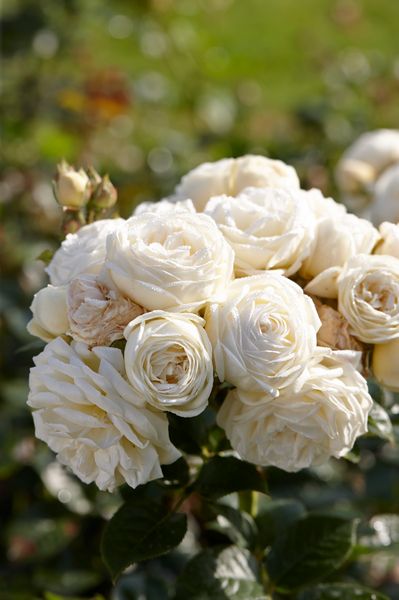 Hovedbilde Rose Artemis. Buskrose