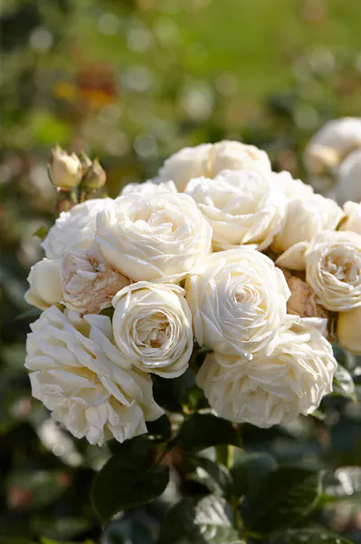 Hovedbilde Rose Artemis. Buskrose