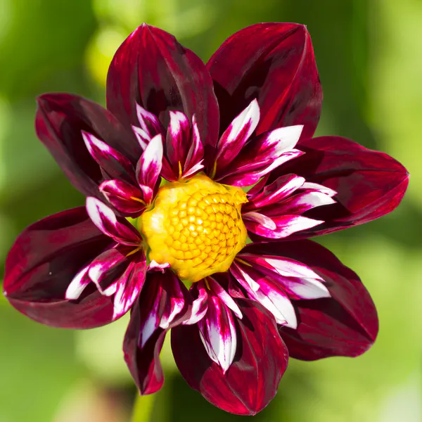 Hovedbilde Dahlia  Night Butterfly - 1 knoll