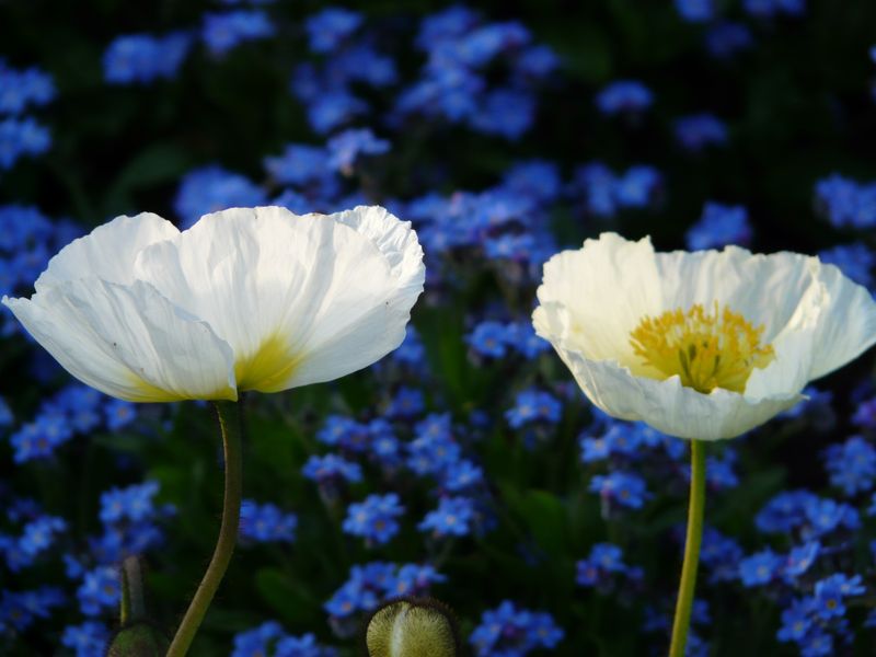 Papaver nudicaule-hy. Champagne Bubbles F1. Valmue - Frø -